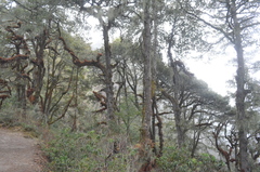 Quercus semecarpifolia