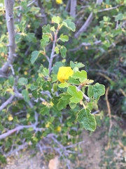 Fremontodendron