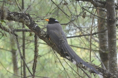 Urocissa flavirostris