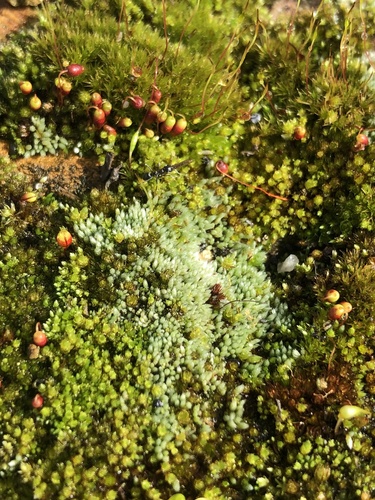Bryum lanatum