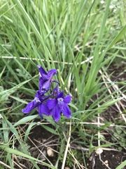 Delphinium bicolor
