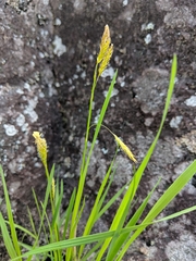 Carex castanea