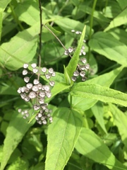 Ceanothus americanus