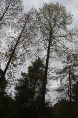 Populus ciliata
