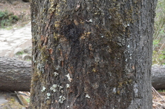 Populus ciliata