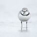 Wrybill - Photo (c) Ben Ackerley, some rights reserved (CC BY-NC), uploaded by Ben Ackerley