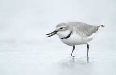 Wrybill photo 1