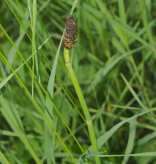 Equisetum laevigatum