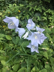Campanula persicifolia