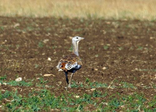 Avutarda euroasiática (Otis tarda)