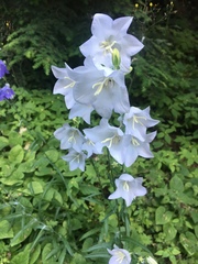 Campanula persicifolia