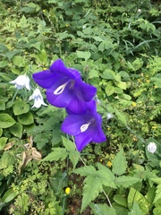 Campanula persicifolia