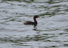 Tachybaptus ruficollis