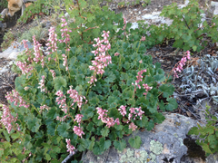Heuchera pulchella