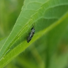 Phlegyas abbreviatus