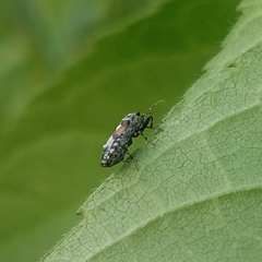 Phlegyas abbreviatus