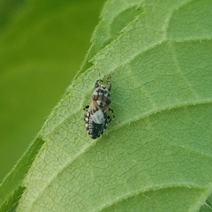 Phlegyas abbreviatus