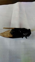 Cryptotympana holsti