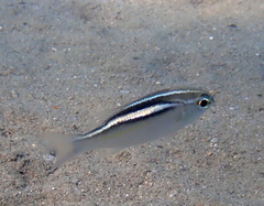 Three-Lined Monocle Bream photo 1
