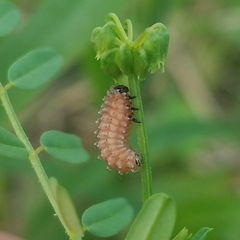 Disonycha punctigera