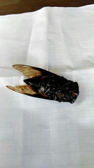 Cryptotympana holsti