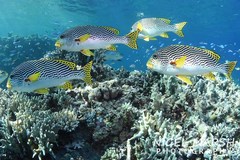 Plectorhinchus lineatus