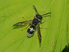 Euodynerus leucomelas