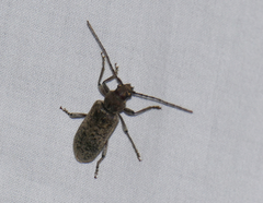 Trichoferus holosericeus