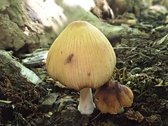 Coprinellus truncorum