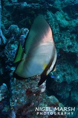Platax pinnatus
