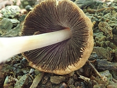 Coprinellus truncorum