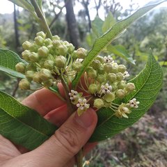 Asclepias similis