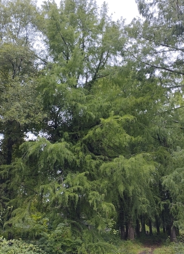 cyprus portugalský (Hesperocyparis lusitanica)