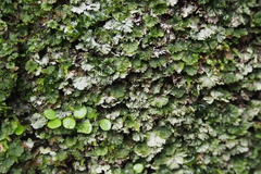 Crepidomanes minutum