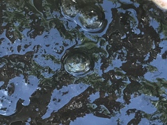 Helicopsyche borealis