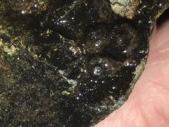 Helicopsyche borealis