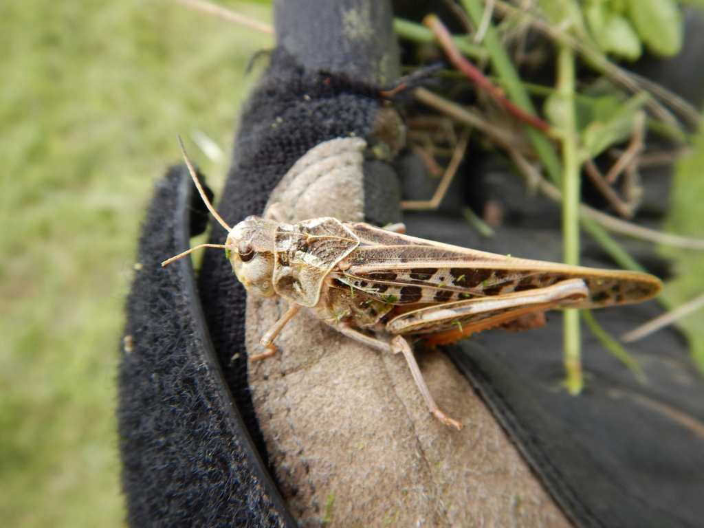 Haldeman's Locust