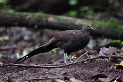 Bronze-Tailed Peacock-Pheasant photo 2