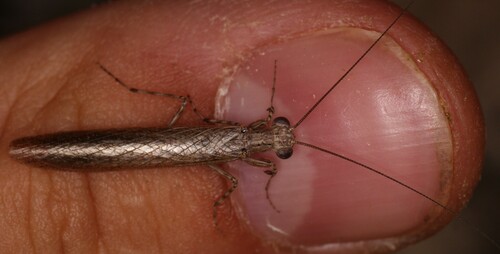 Stonefly Mantis