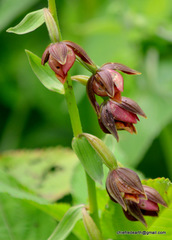 Epipactis royleana
