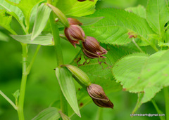 Epipactis royleana
