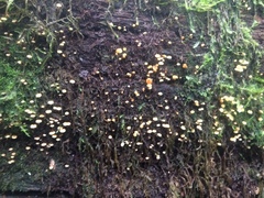 Xeromphalina leonina