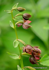Epipactis royleana