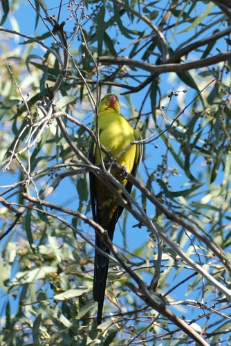 Regent Parrot