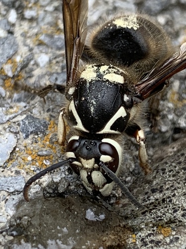 Bald-faced Hornet photo 3