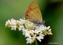 Heliophorus