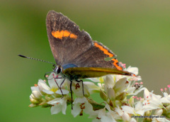 Heliophorus