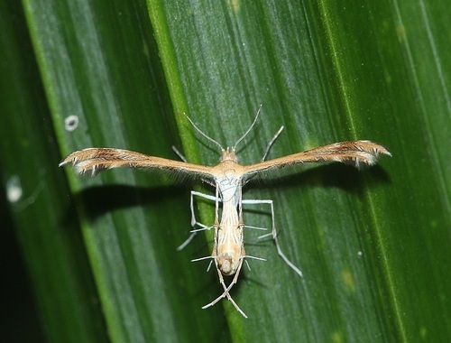 Spiderling Plume Moth