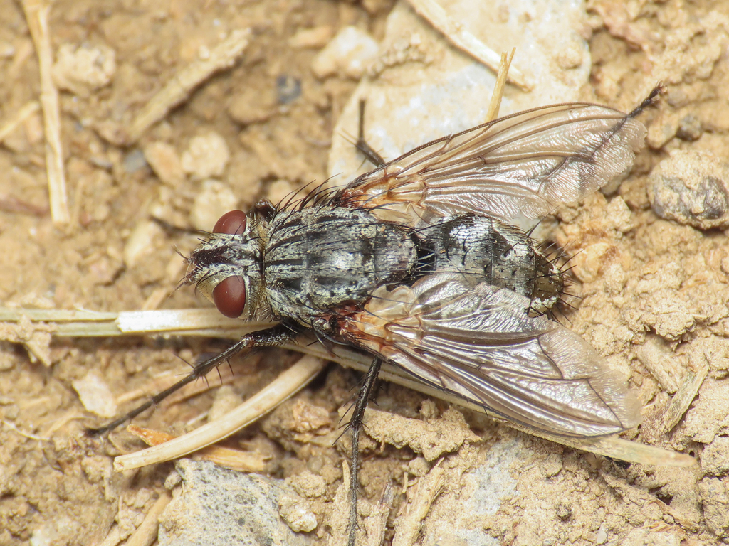 Estheria petiolata