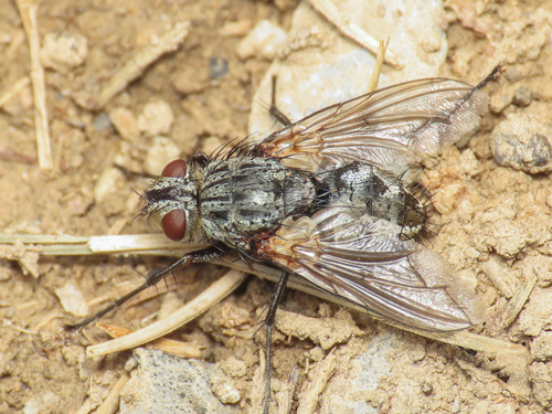 Estheria petiolata